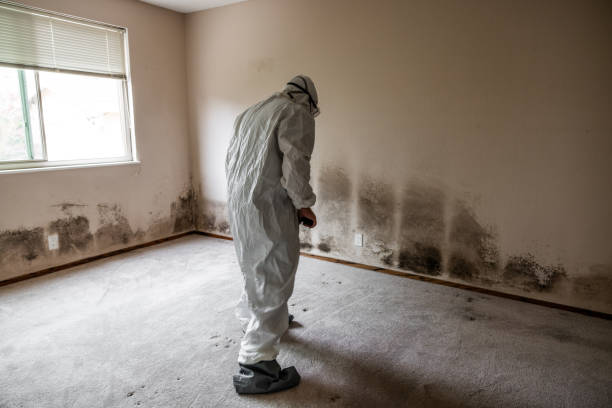 Best Black Mold Removal  in Moosic, PA